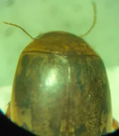 Dingy Diver thumbnail 3