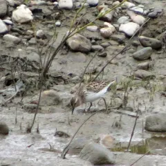Least Sandpiper thumbnail 3
