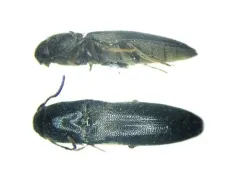 Dromaeolus cylindricollis thumbnail 3