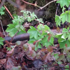 prickly gooseberry thumbnail 4