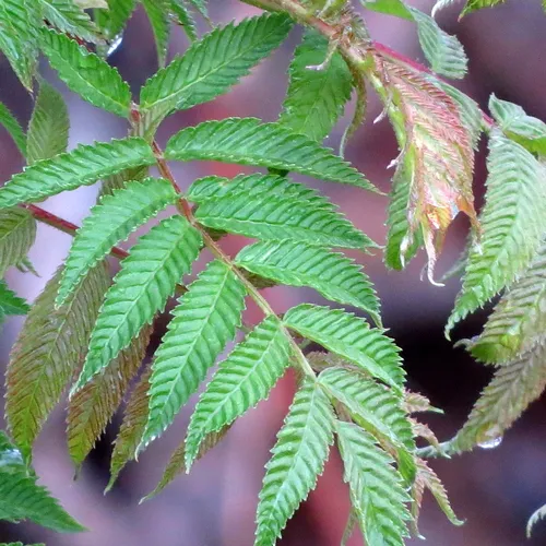 Sorbaria