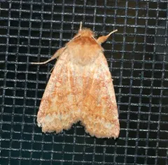 Mustard Sallow thumbnail 3