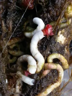 Yoke-bearer Calcareous Tubeworm thumbnail 4