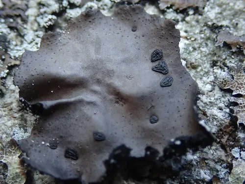 Starry Rock Tripe