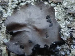 Starry Rock Tripe thumbnail 1