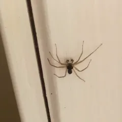 Eurasian Running Crab Spider thumbnail 4