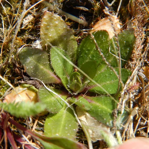 Slender Rockcress