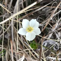 Drummond's Anemone thumbnail 2