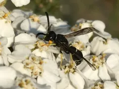 Ancistrocerus albolacteus thumbnail 2