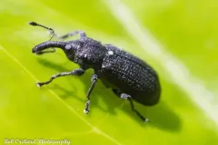 Magdalis gracilis thumbnail 3