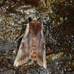 Dot-and-Dash Swordgrass Moth thumbnail 2