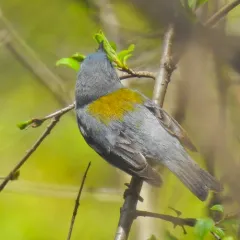Northern Parula thumbnail 4