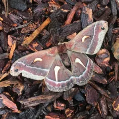 Ceanothus Silk Moth thumbnail 3