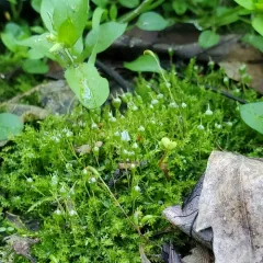 common bladder moss thumbnail 1