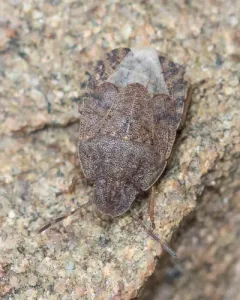 Sciocoris microphthalmus thumbnail 4