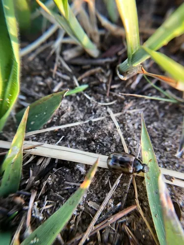 Anomala undulata
