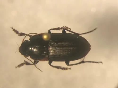 Anisodactylus merula