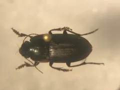 Anisodactylus merula thumbnail 1