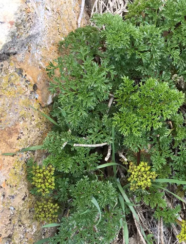 gray's lomatium