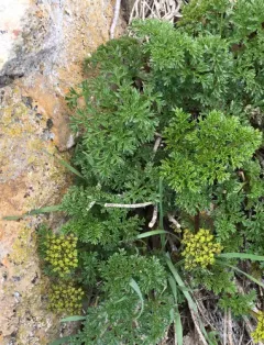 gray's lomatium thumbnail 1