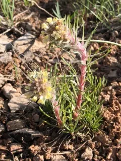 Spiked Ipomopsis thumbnail 3