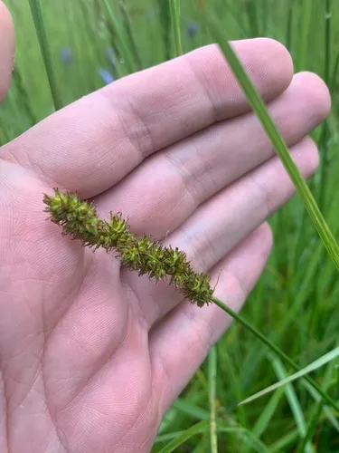 dense sedge