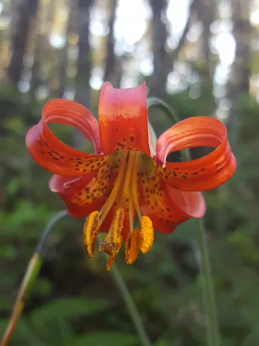 western lily