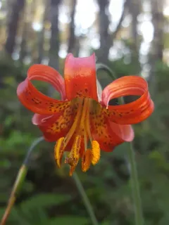 western lily thumbnail 1