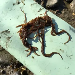 Worm Weed thumbnail 4