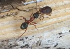 Emphyastes fucicola thumbnail 4