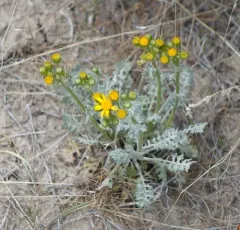 Lobeleaf Groundsel thumbnail 4