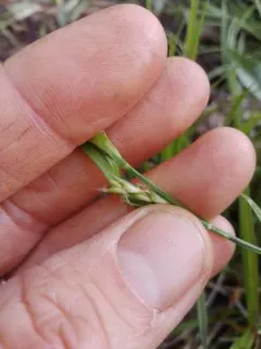 Eastern Few-fruit Sedge thumbnail 3