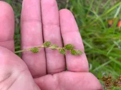 green-sheathed sedge thumbnail 2
