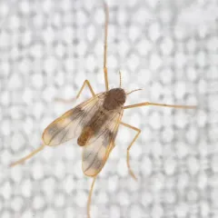 Zavrelimyia bifasciata thumbnail 1