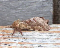 Lupine Ghost Moth thumbnail 2