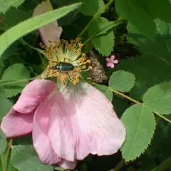 Metallic Fir Borer thumbnail 2