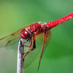 Cardinal Meadowhawk thumbnail 2