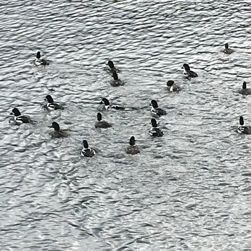 Barrow's Goldeneye