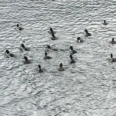 Barrow's Goldeneye thumbnail 1