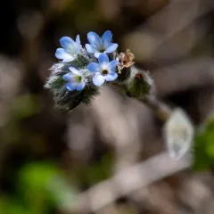 blue forget-me-not thumbnail 2