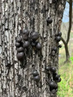 Daldinia vernicosa thumbnail 2