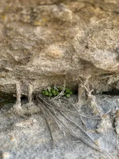 Field Macewort thumbnail 2