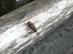Deodar Weevil thumbnail 2