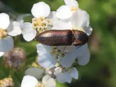 Strange Click Beetle thumbnail 3