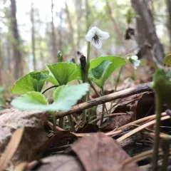 kidneyleaf white violet thumbnail 3