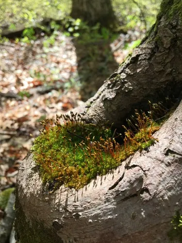 Knothole Moss