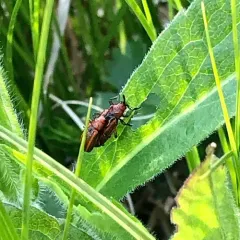 Goldenrod Leafminer thumbnail 4