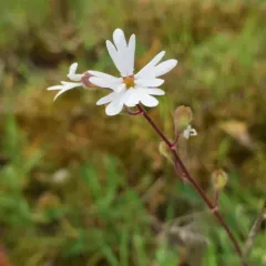smallflower woodland star thumbnail 4