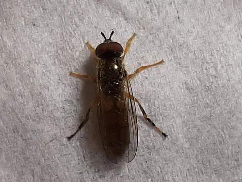 Meadow Sedgesitter