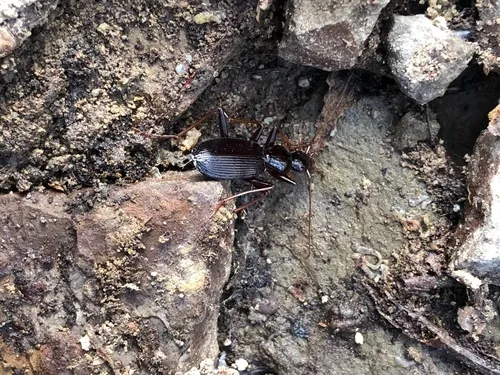 Platynus angustatus